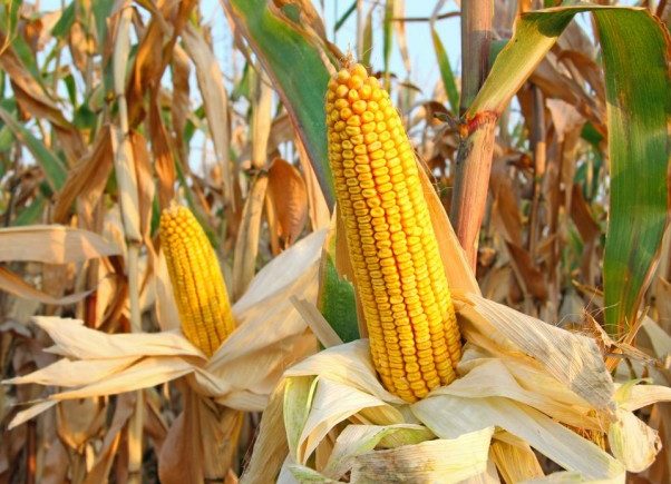 وزير الزراعة يوافق على تصدير "الجت ومخلفات الذرة الصفراء"