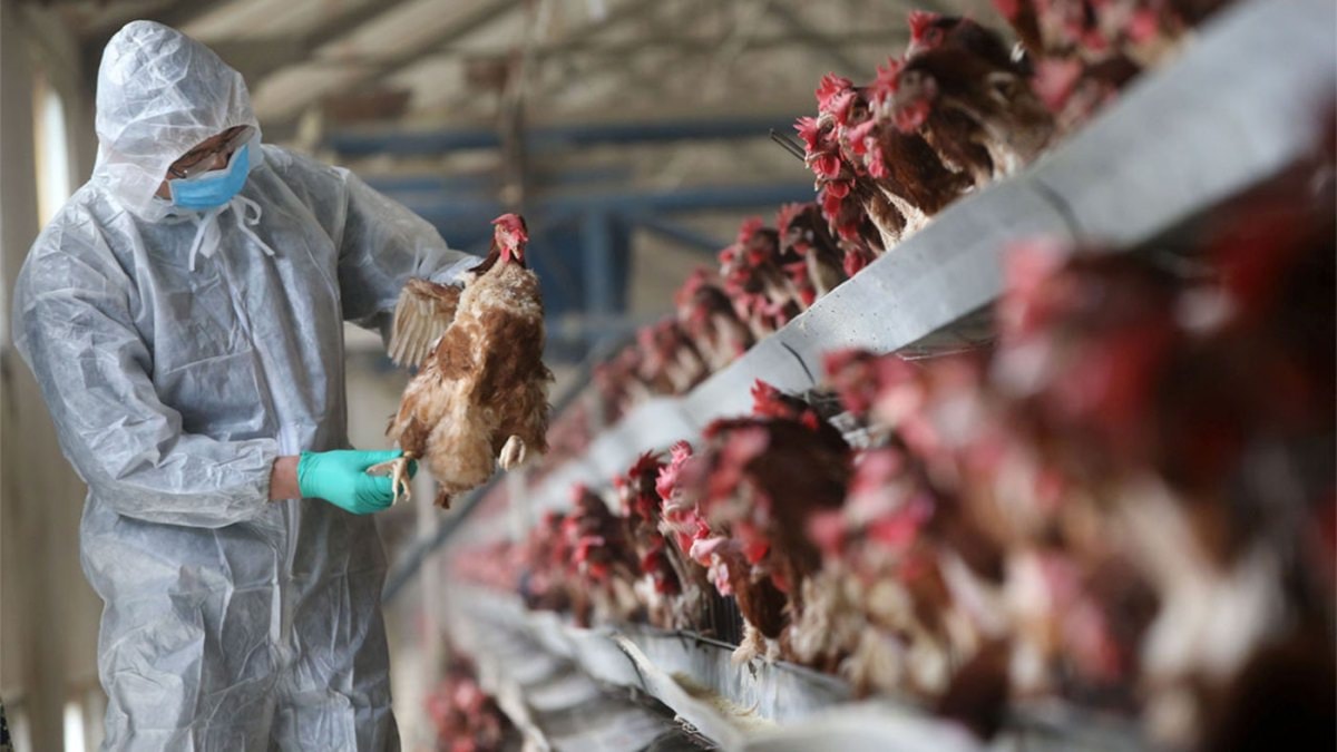 كركوك ترفع حالة التأهب بعد ظهور إنفلونزا الطيور (H5N1) في السليمانية