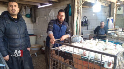 صور.. ارتفاع أسعار الدجاج 3 أضعاف في كوردستان ودعوات للمقاطعة