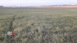 Lack of rain and government support plunged Saladin wheat season to unprecedented low
