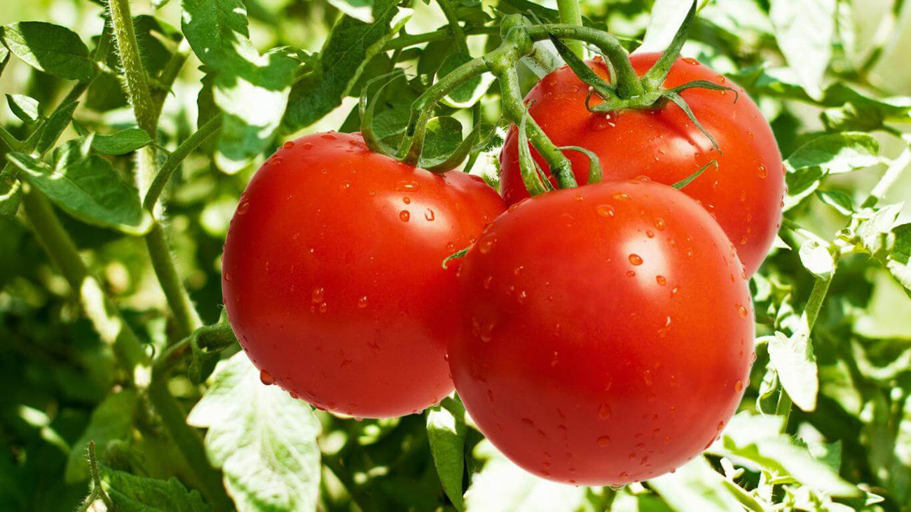 الزراعة ترد على المنافذ الحدودية: لم يتم فتح استيراد أي مادة سوى الطماطم ولمدة 20 يوما