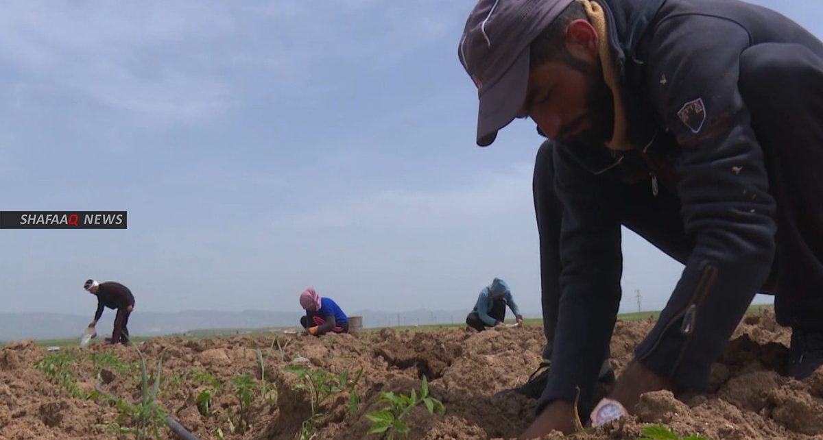 Drought threatens crops in some areas in Erbil