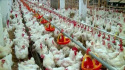كوردستان.. تراجع أسعار لحوم الدجاج بشكل ملحوظ