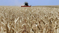 حرب أوكرانيا تدفع العراق إلى امريكا لاستيراد الحنطة وتحقيق الامن الغذائي