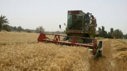 ديالى تستعد لحصاد ما يزيد على 500 الف دونم من القمح والشعير