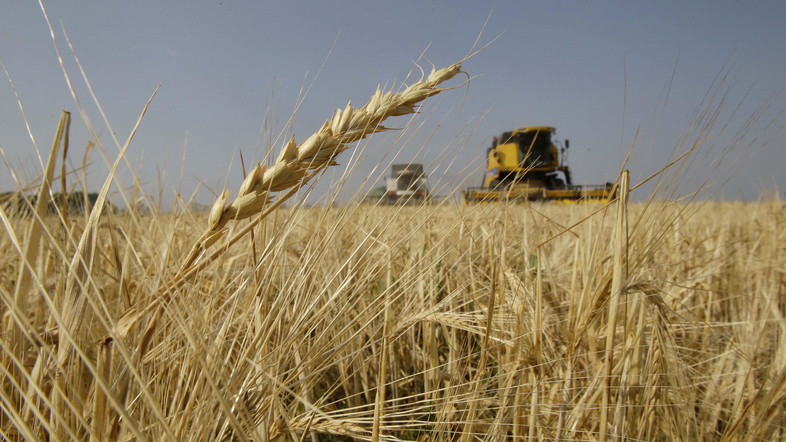 AlMuthanna produces  thousand tons of wheat in  days 