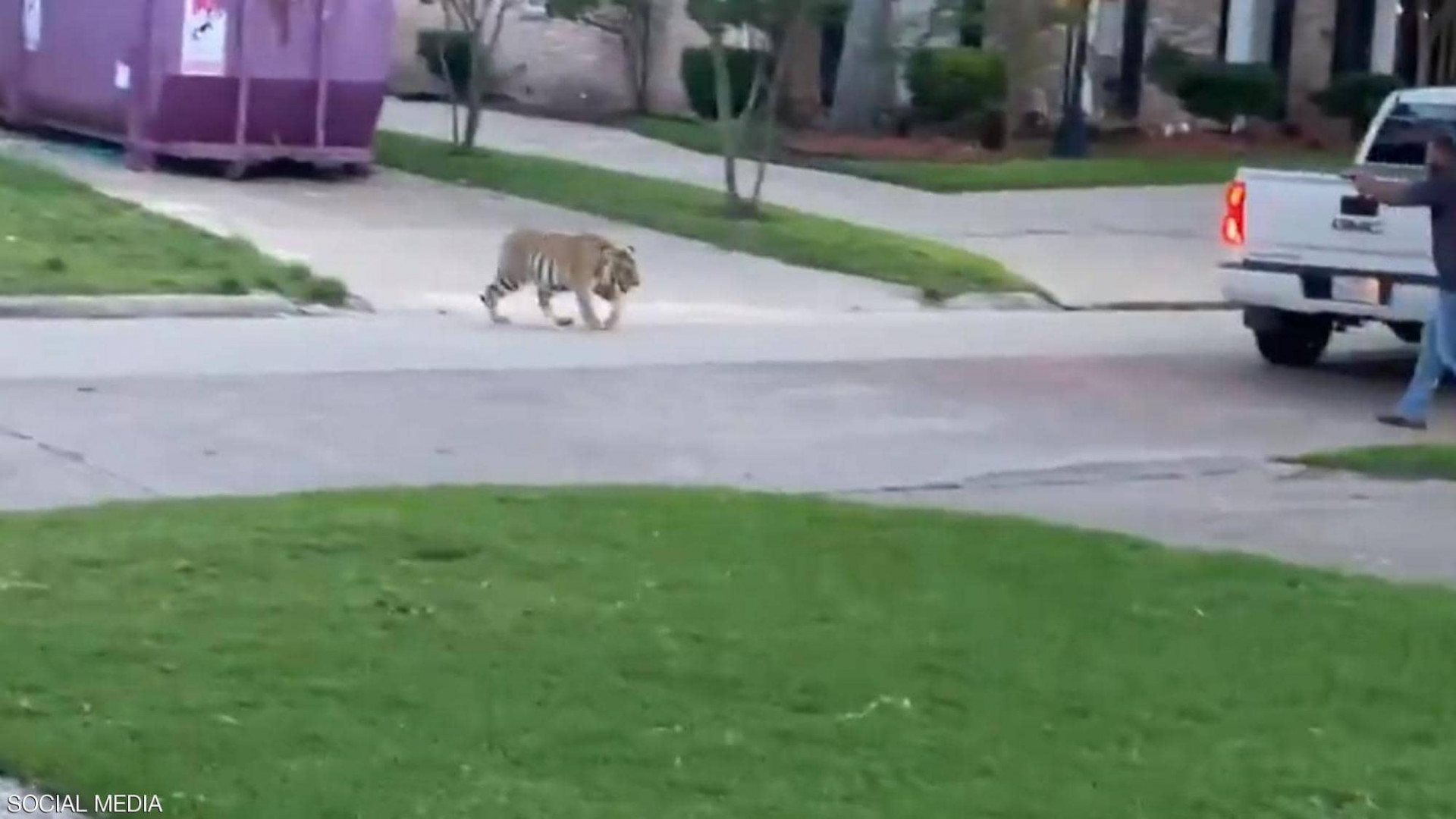 فيديو مرعب.. نمر يتجول في حي سكني بأمريكا