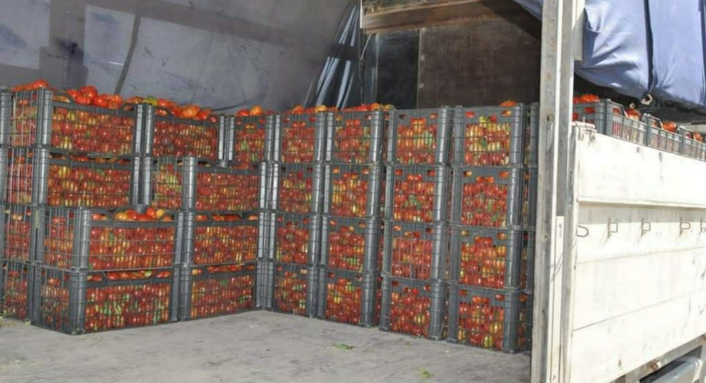 منطقة كوردستانية تجني محصول الطماطم والسلطات العراقية تمنع تسويقها بباقي المحافظات 