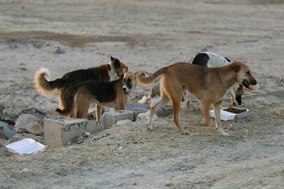اليوم الأول.. حملة المكافحة تقتل 84 كلباً سائبا في الناصرية