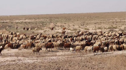 العطش والشمس يوديان بحياة راعي أغنام في صحراء النجف