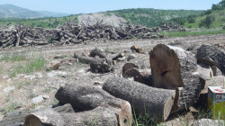 دهوك تعلن التوصل لتنسيق "مثمر" مع تركيا لإيقاف قطع الأشجار في المناطق الحدودية