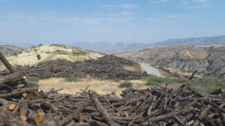 منظمات بيئية تتحرك لتدويل قضية قطع الأشجار من قبل تركيا في إقليم كوردستان