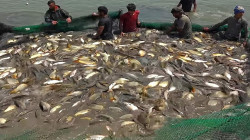 Drought jeopardizing Fish growing in Diyala: 75% of fishery resources might go in vain