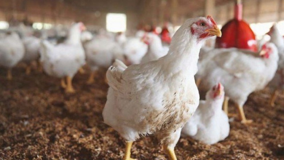 Dhi Qar prohibits importing poultry from Basra