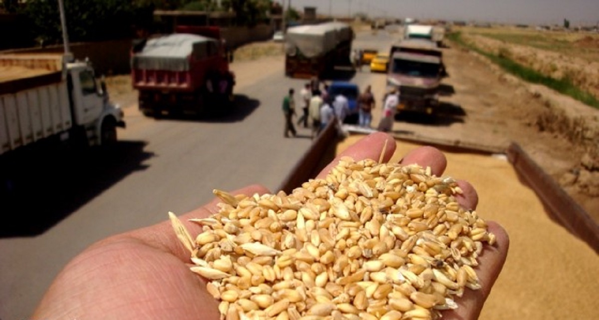 الامن العراقي يحجز آلاف الأطنان من الحنطة المهربة والتالفة