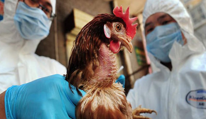 New Avian Flu case registered south of Basra