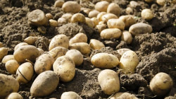 انخفاض معدلات إنتاج البطاطا في كرميان للموسم الحالي واتفاقات لتسويق المحصول الى المحافظات