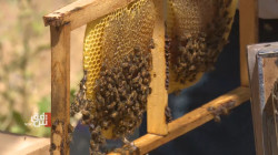النفط والجفاف يضربان موسم إنتاج العسل في قضاء شيخان