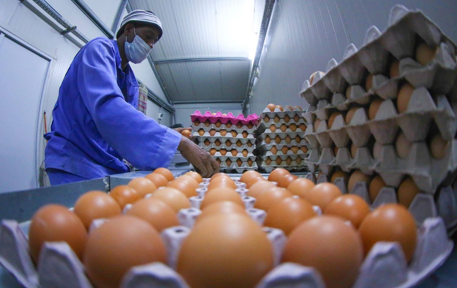 Despite the Ministry's decision.. Iranian eggs smuggled to Iraq and sold as local products