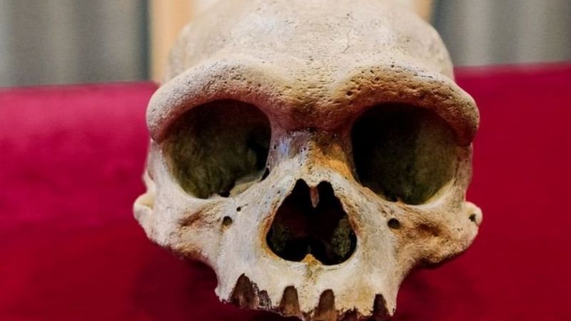 سلالة جديدة.. الكشف عن جمجمة "الرجل التنين" في الصين