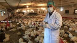 لماذا ارتفعت أسعار الدجاج في السليمانية وإدارة گرميان؟