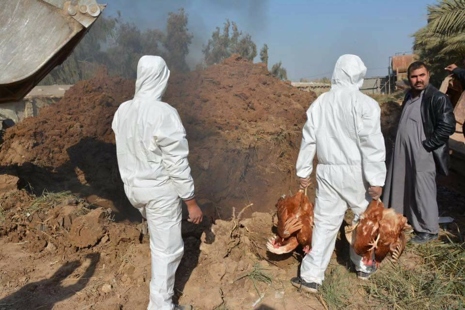العراق يخصص أكثر من ملياري دينار لمكافحة وباء إنفلونزا الطيور