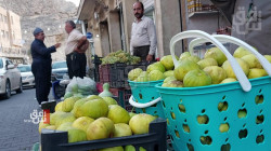 مخاوف من تراجع إنتاج التين في "عقرة" رغم تسويقه لمحافظات العراق