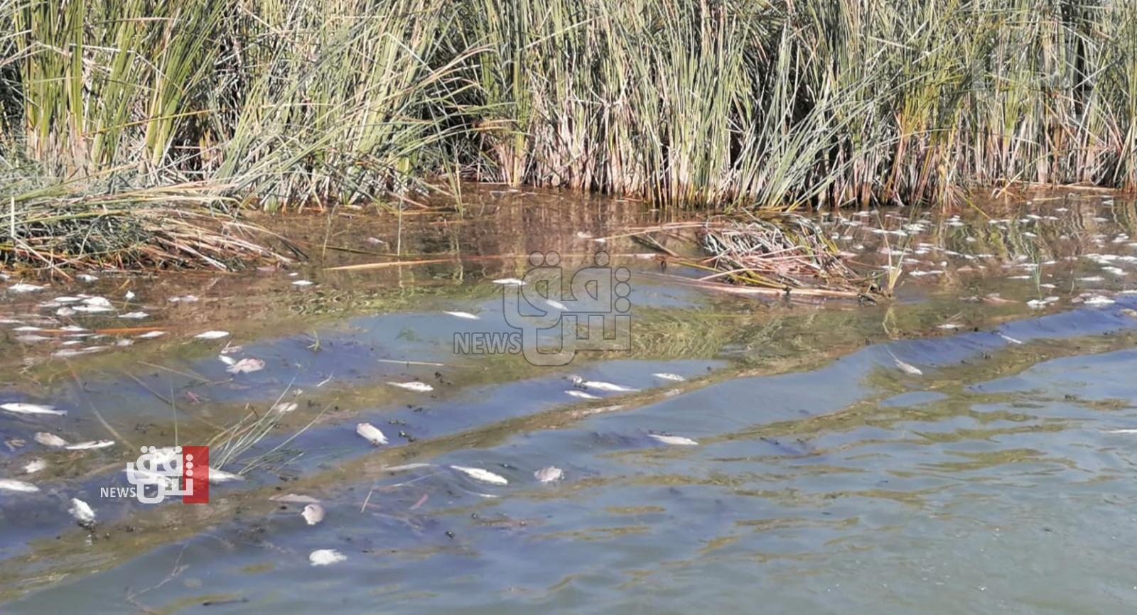 ملوحة المياه تجهز على الثروة السمكية في اهوار الجبايش (صور)