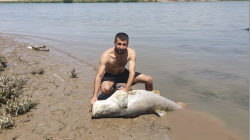 بالصور.. شاب يصطاد سمكة عملاقة في نهر دجلة 
