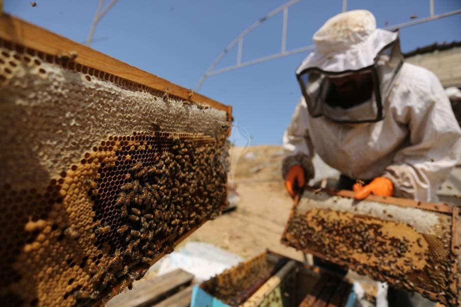 إيلام الفيلية تنتج 580 طناً من العسل خلال خمسة أشهر