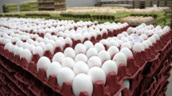 العراق يستورد بيض التربية من تركيا بأكثر من 20 مليون دولار