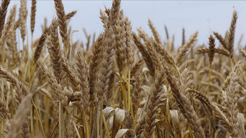 Iraq loses more than 2 million tons of wheat due to water scarcity