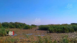 Drought causes a massive displacement in the marshlands of Maysan