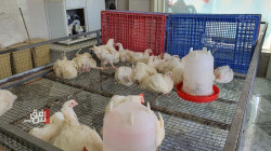قفزة في أسعار لحوم الدجاج الحي في الإقليم ومسؤول يحدد الأسباب