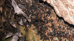 باحثون: كهف في لاوس مع خفافيشه قد يكون منبع كورونا 