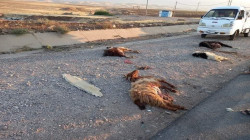 حادث دهس يودي بـ40 رأس غنم في كوردستان