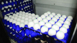 إقليم كوردستان يشرع بوضع آلية لتحديد أسعار البيض وتنظيم استيراده وتصديره