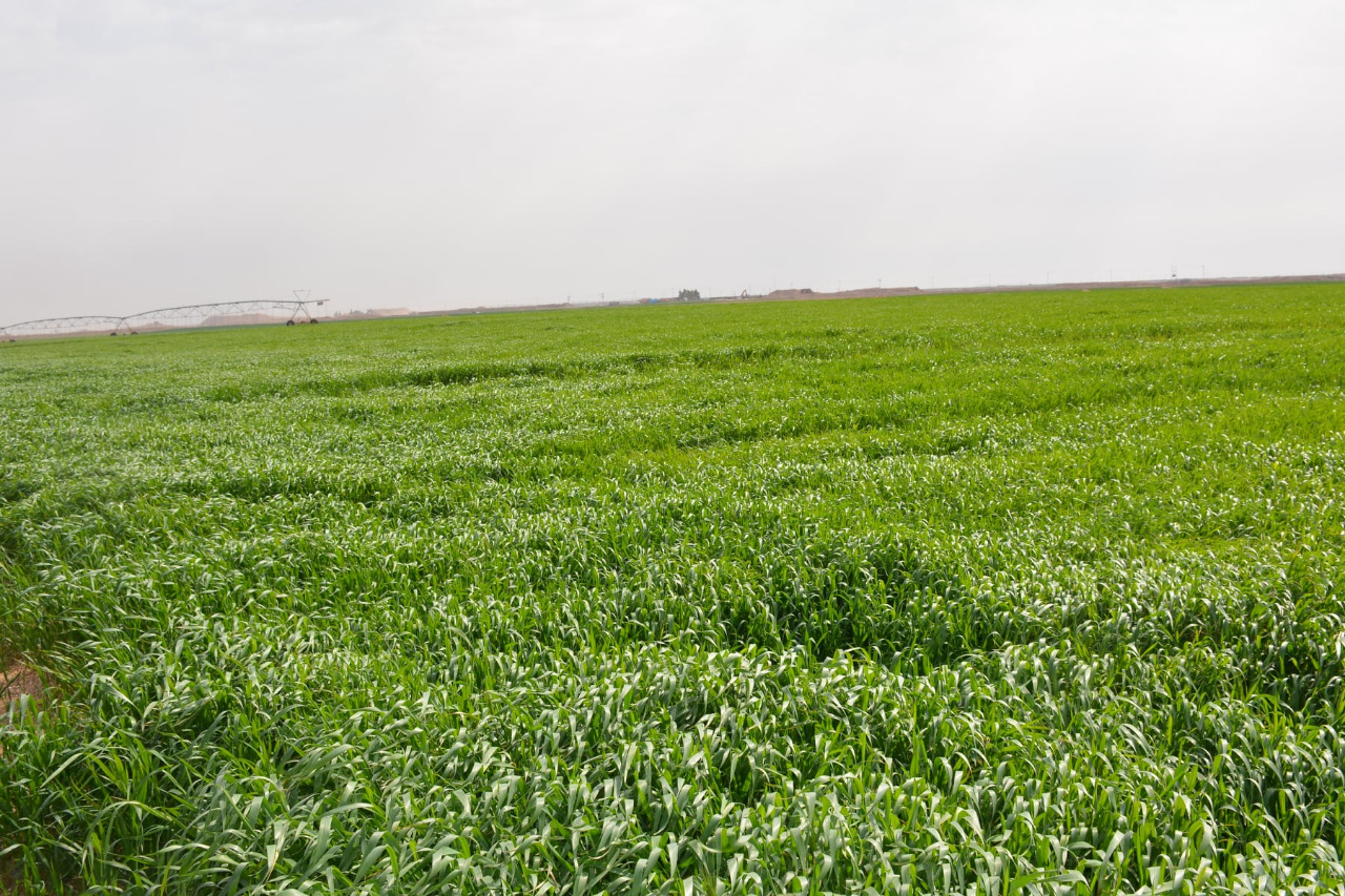 زراعة كوردستان في خانقين:  نصف المزارعين لم يتسلموا مستحقات تسويق الحبوب
