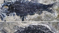 Fossils of extinct 244 million-year-old bony fish are discovered in sediment in China