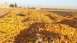 الزراعة: رفع الدعم عن محصول الذرة الصفراء قد يؤدي الى العزوف عن زراعته 