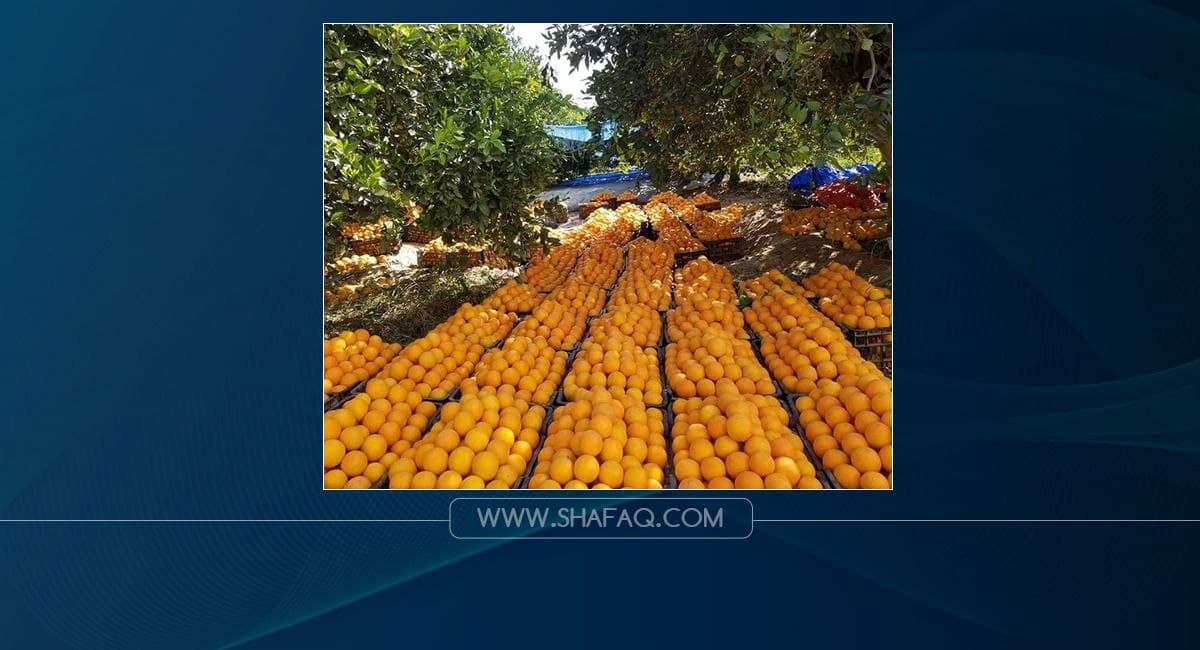 سوريا تتحرك لتصدير الحمضيات إلى العراق
