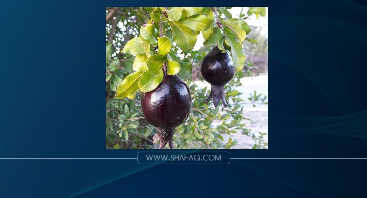فاكهة نادرة في ديالى مهددة بالانقراض بسبب الاهمال