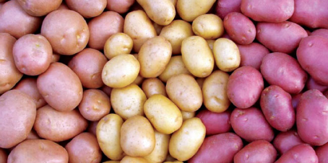الحكومة الاتحادية تدعو الزراعة الكوردستانية للتراجع عن قرارها بفتح استيراد البطاطا