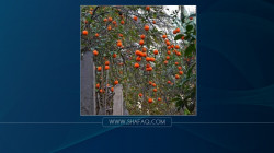 إنخفاض إنتاج الحمضيات إلى النصف في "مدينة البرتقال"