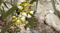 More than 350 medicinal plants found in Ilam, agronomists confirm