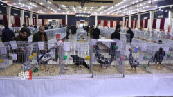 بالصور.. إقامة أكبر مهرجان لـ"طيور الزينة" في إقليم كوردستان