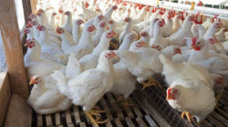 ارتفاع أسعار الدجاج في اسواق السليمانية وحلبجة