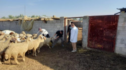 بسبب الجفاف.. الآلاف من مربي الحيوانات مهددون بالنزوح من بلدة زراعية بديالى