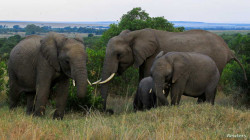 فيل أوغندي يدهس سائحا سعوديا