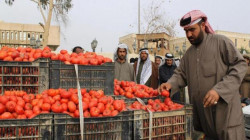 العراق ينفي رفع حظر الاستيراد عن محصول الطماطم: المنتج المحلي يلبي حاجة السوق